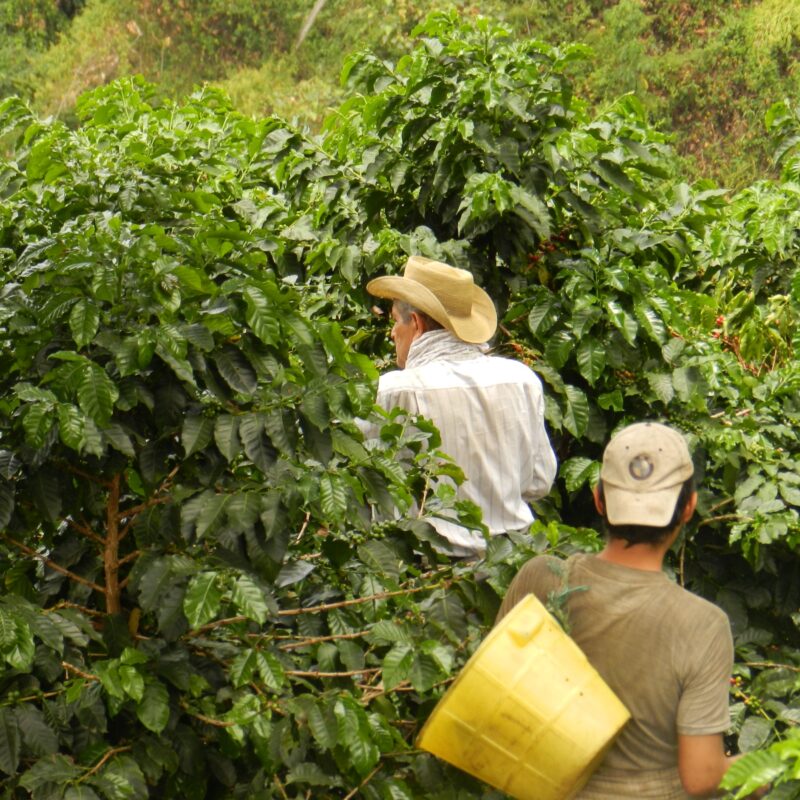 Tumbaga, Decaf, Colombia