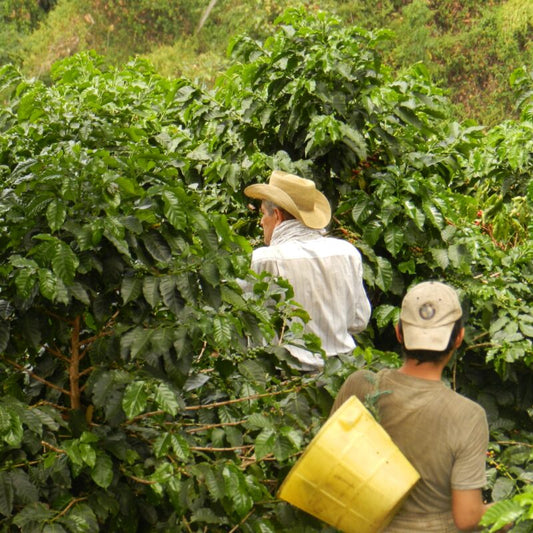 Tumbaga, Decaf, Colombia